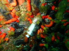 Protula bispiralis