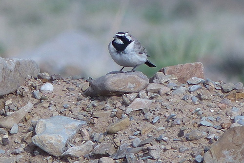 Pamir Horned Lark