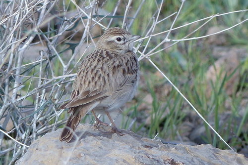 Greater Short-toed Lark