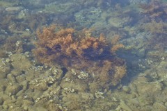 Cystoseira compressa