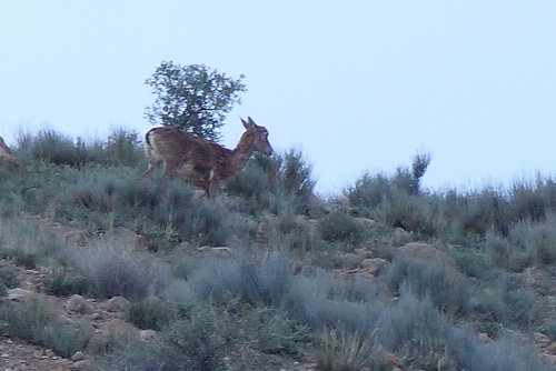 Transcaspian Urial