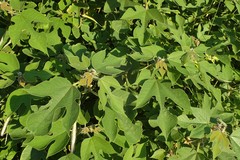 Broussonetia papyrifera