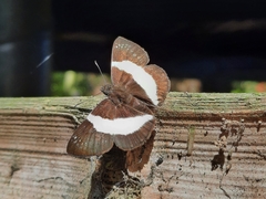 Eburuncus unifasciata