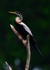 Anhinga melanogaster
