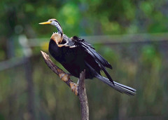 Anhinga melanogaster