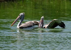 Pelecanus philippensis