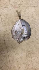 Selene setapinnis