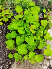 Tussilago farfara
