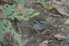 Fringilla coelebs canariensis