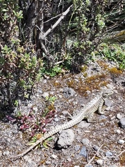 Stenocercus guentheri