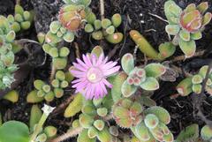Drosanthemum stokoei