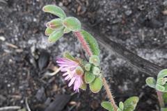Drosanthemum stokoei