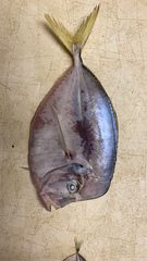Selene setapinnis