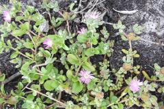 Drosanthemum stokoei