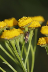 Dichrorampha alpinana