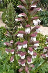 Acanthus mollis