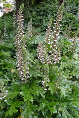 Acanthus mollis