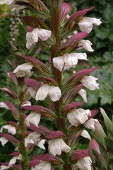 Acanthus mollis