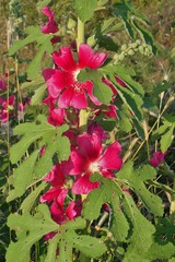 Alcea setosa