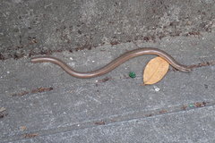 Anguis fragilis