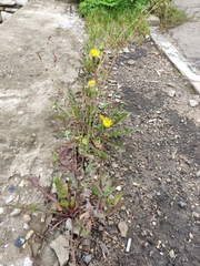 Sonchus oleraceus