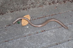 Anguis fragilis