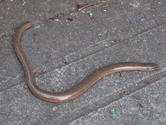 Anguis fragilis