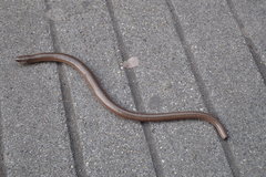 Anguis fragilis