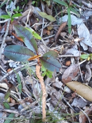 Diospyros leucomelas