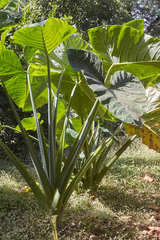 Xanthosoma violaceum