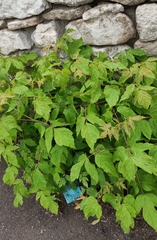 Acer negundo