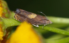 Dichrorampha alpinana