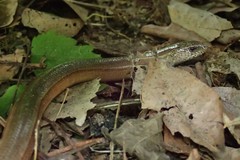 Anguis fragilis