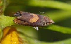 Dichrorampha alpinana