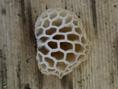 Favolaschia fujisanensis