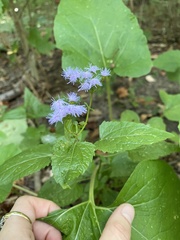 Conoclinium coelestinum