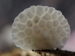 Favolaschia fujisanensis