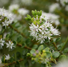 Agathosma venusta