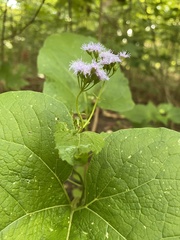 Conoclinium coelestinum