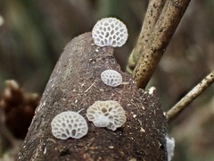 Favolaschia fujisanensis