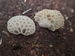 Favolaschia fujisanensis
