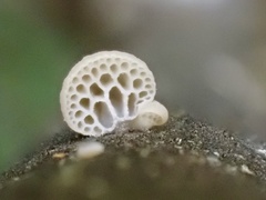 Favolaschia fujisanensis
