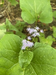 Conoclinium coelestinum