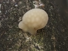 Favolaschia fujisanensis