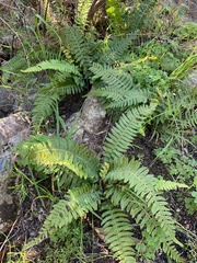 Blechnum australe
