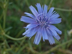 Cichorium intybus