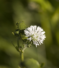 Gymnocoronis spilanthoides