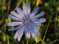 Cichorium intybus