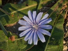 Cichorium intybus