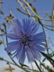 Cichorium intybus